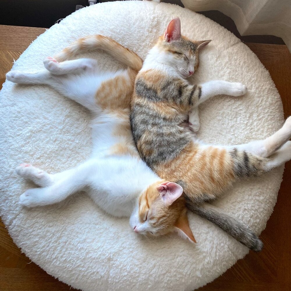 Meet your Posher, KC.